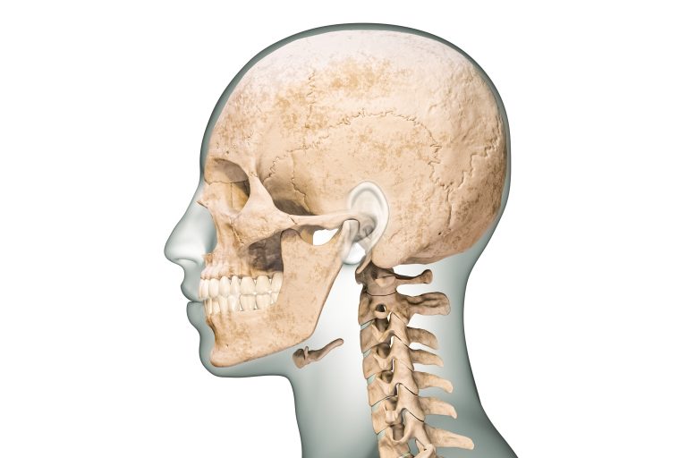 Lateral or profile view of human skull bones with cervical vertebrae and body contours 3D rendering illustration isolated on white background. Anatomy, medical chart, osteology, biology concept.